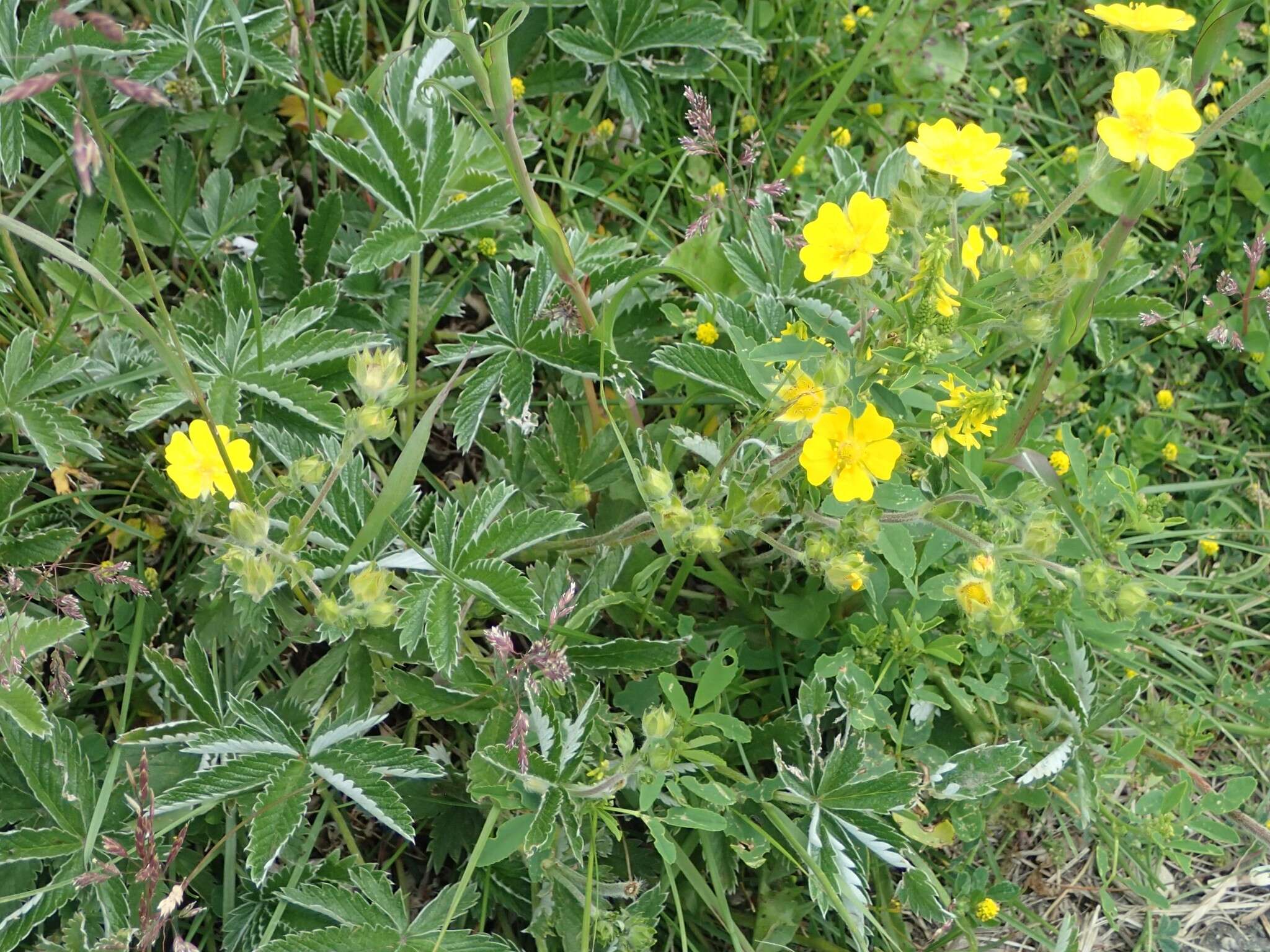 Image of Soft Cinquefoil