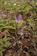 Imagem de Erythronium sibiricum (Fisch. & C. A. Mey.) Krylov