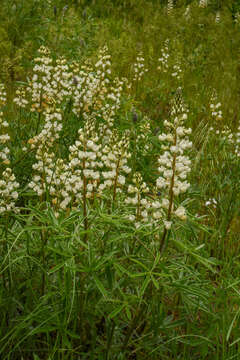 Image of sulphur lupine