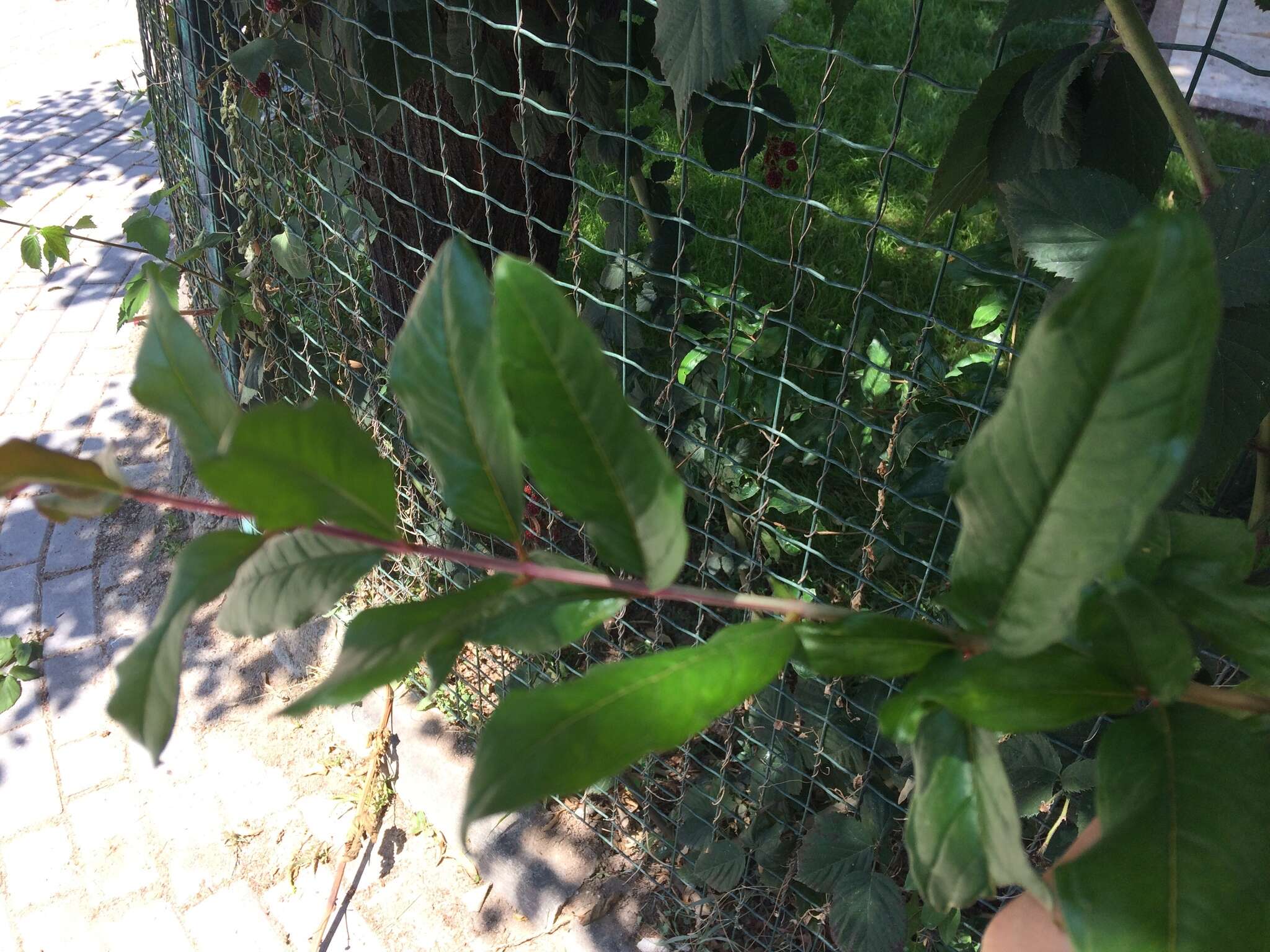 Image of Crape myrtle