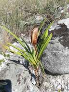 Image of Angraecum protensum Schltr.