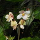 Image of Begonia microcarpa A. DC.