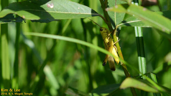 Image of Stethophyma magister (Rehn & J. A. G. 1902)