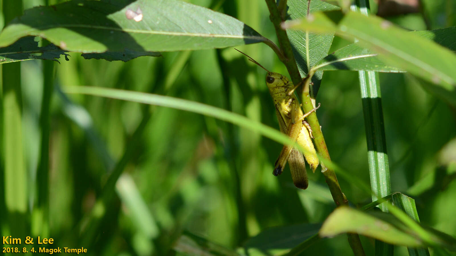 Image of Stethophyma magister (Rehn & J. A. G. 1902)