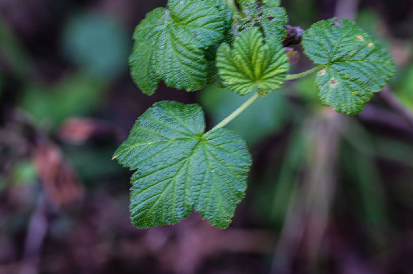 Imagem de Ribes sanguineum var. glutinosum (Benth.) Loud.