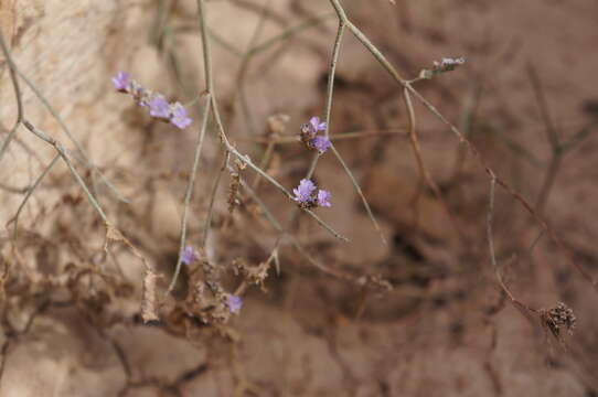 Plancia ëd Limonium delicatulum (Girard) O. Kuntze