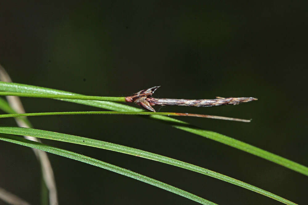 Image of Carex vanheurckii Müll. Arg.