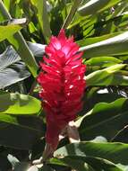 Image of red ginger