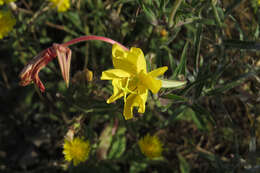 Oenothera affinis Camb. resmi