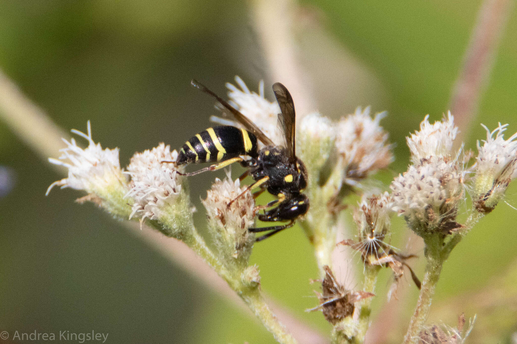 Sivun Ancistrocerus catskill (de Saussure 1853) kuva