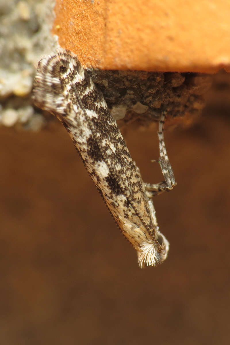 Image of Caloptilia cuculipennella (Hübner 1796)