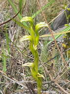 Image of Veyretia rupicola (Garay) F. Barros