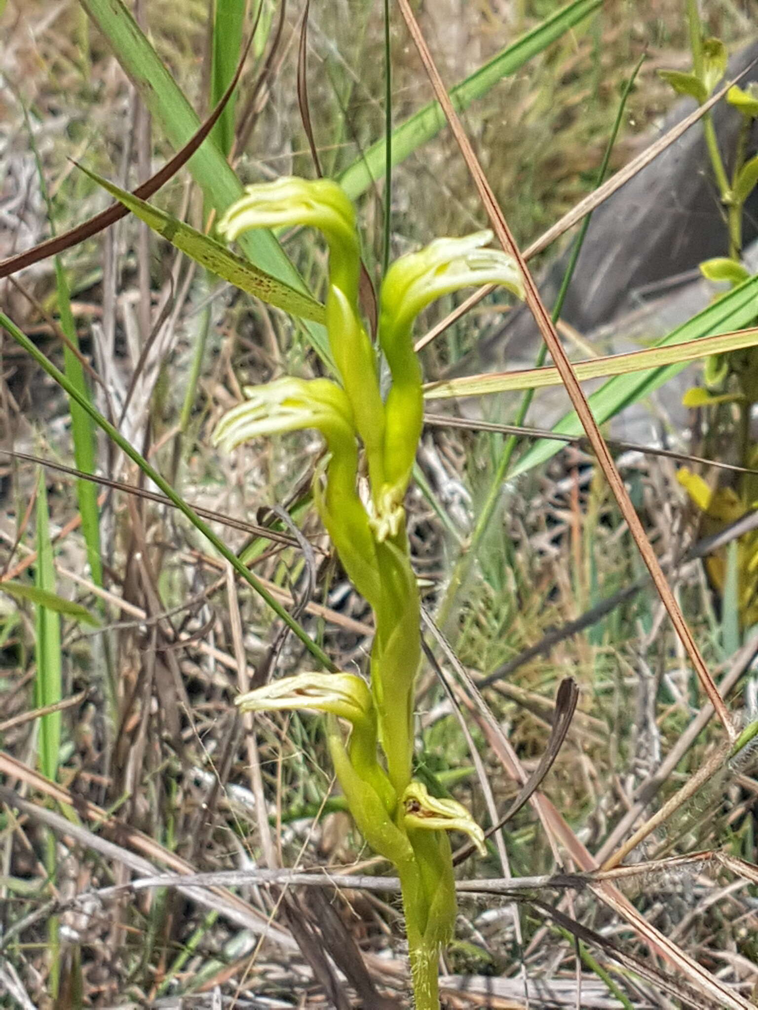 Image of Veyretia rupicola (Garay) F. Barros