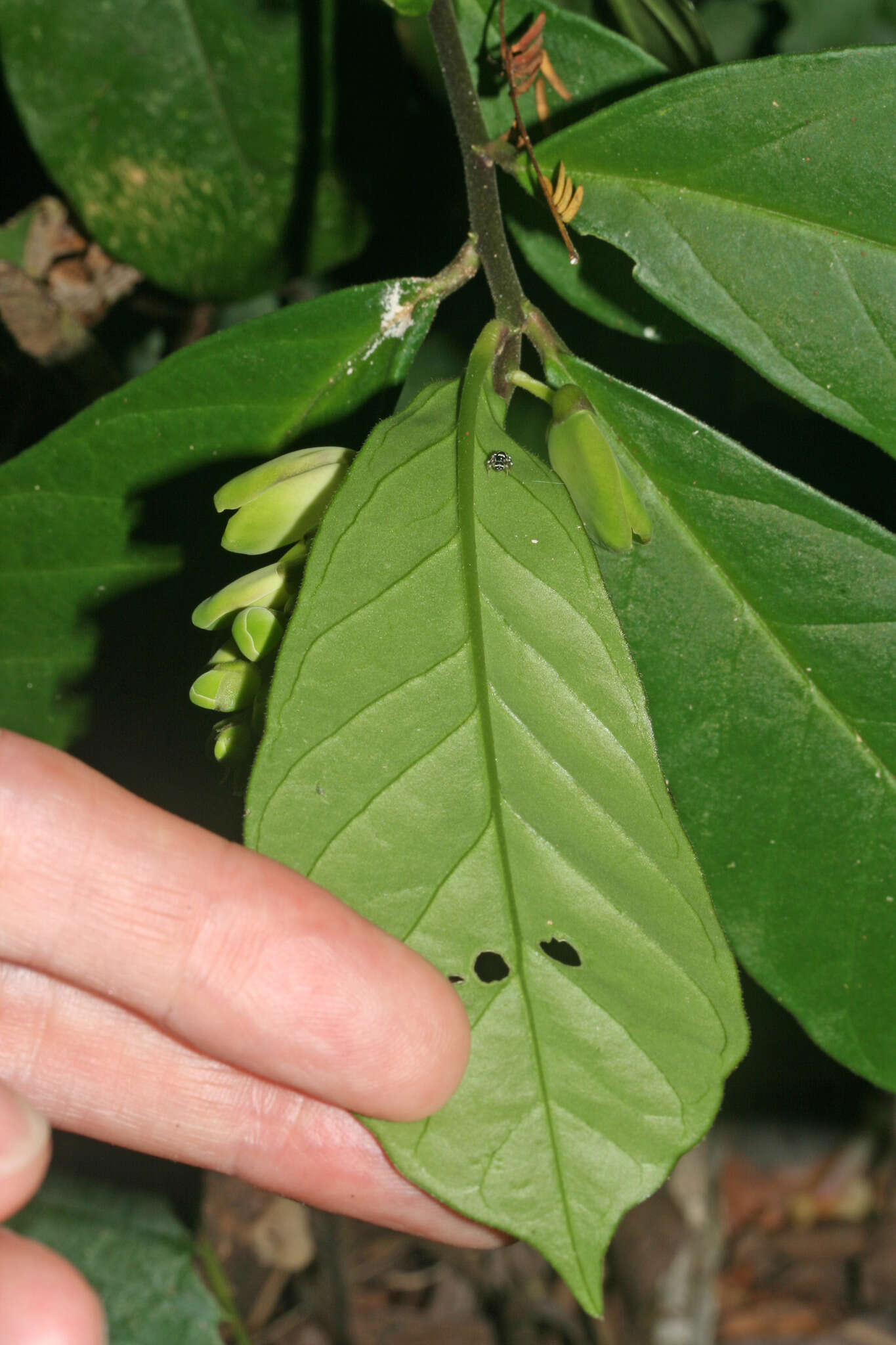 Caamembeca gigantea (Chod.) J. F. B. Pastore的圖片