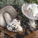 Image of Amanita mairei Foley 1949