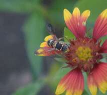 Image of Texas Nomad Bee