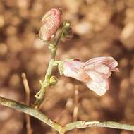 Image of Acanthorrhinum ramosissimum (Coss. & Durieu) Rothm.