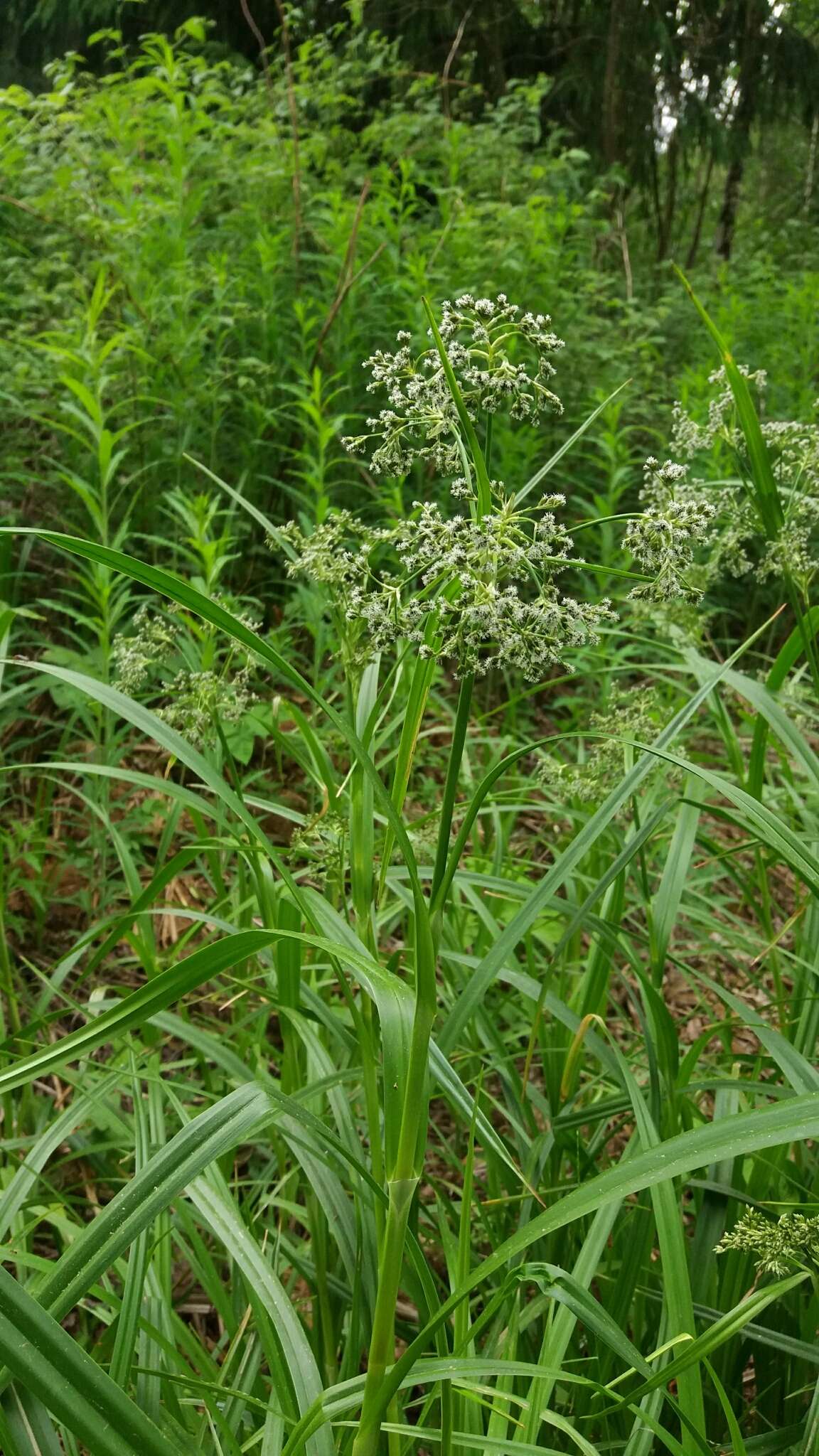 Imagem de Scirpus sylvaticus L.