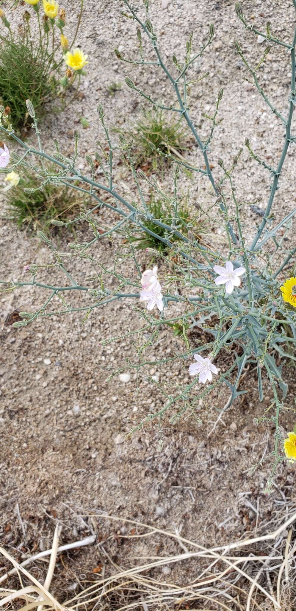 Sivun Stephanomeria exigua Nutt. kuva