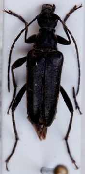 Image of <i>Acmaeops septentrionis</i> (C. G. Thomson 1866)