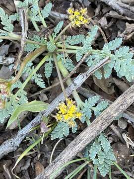 Image of longstalk springparsley