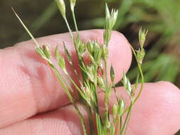 Imagem de Juncus bufonius L.