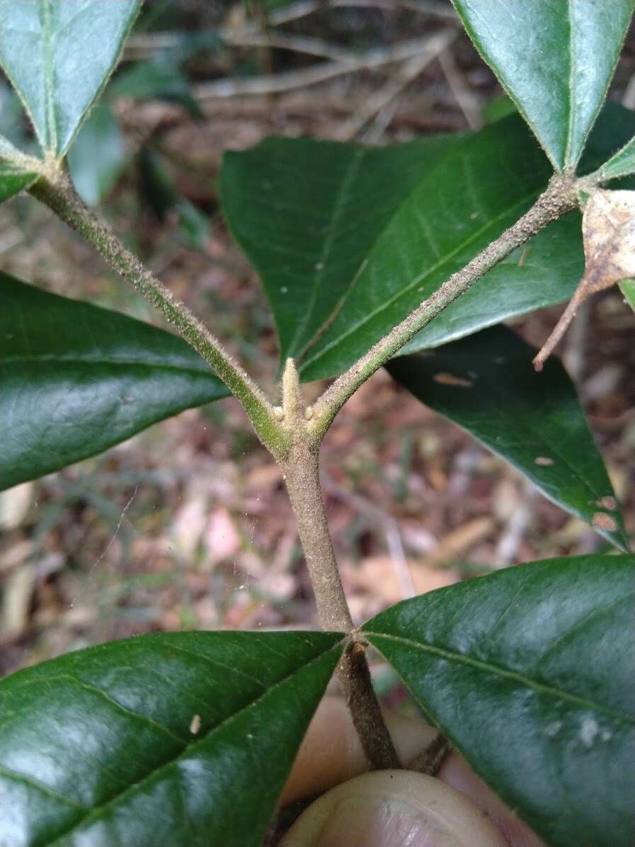 Image of Acronychia pubescens (Bailey) C. White