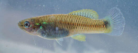 Image of Pseudoxiphophorus