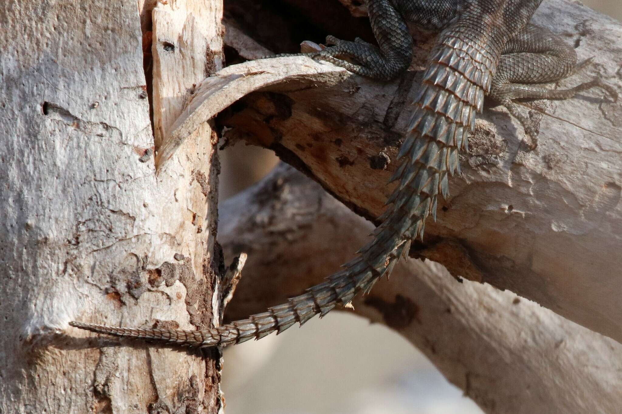 Imagem de Oplurus cyclurus (Merrem 1820)