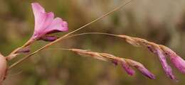 Imagem de Dierama robustum N. E. Br.