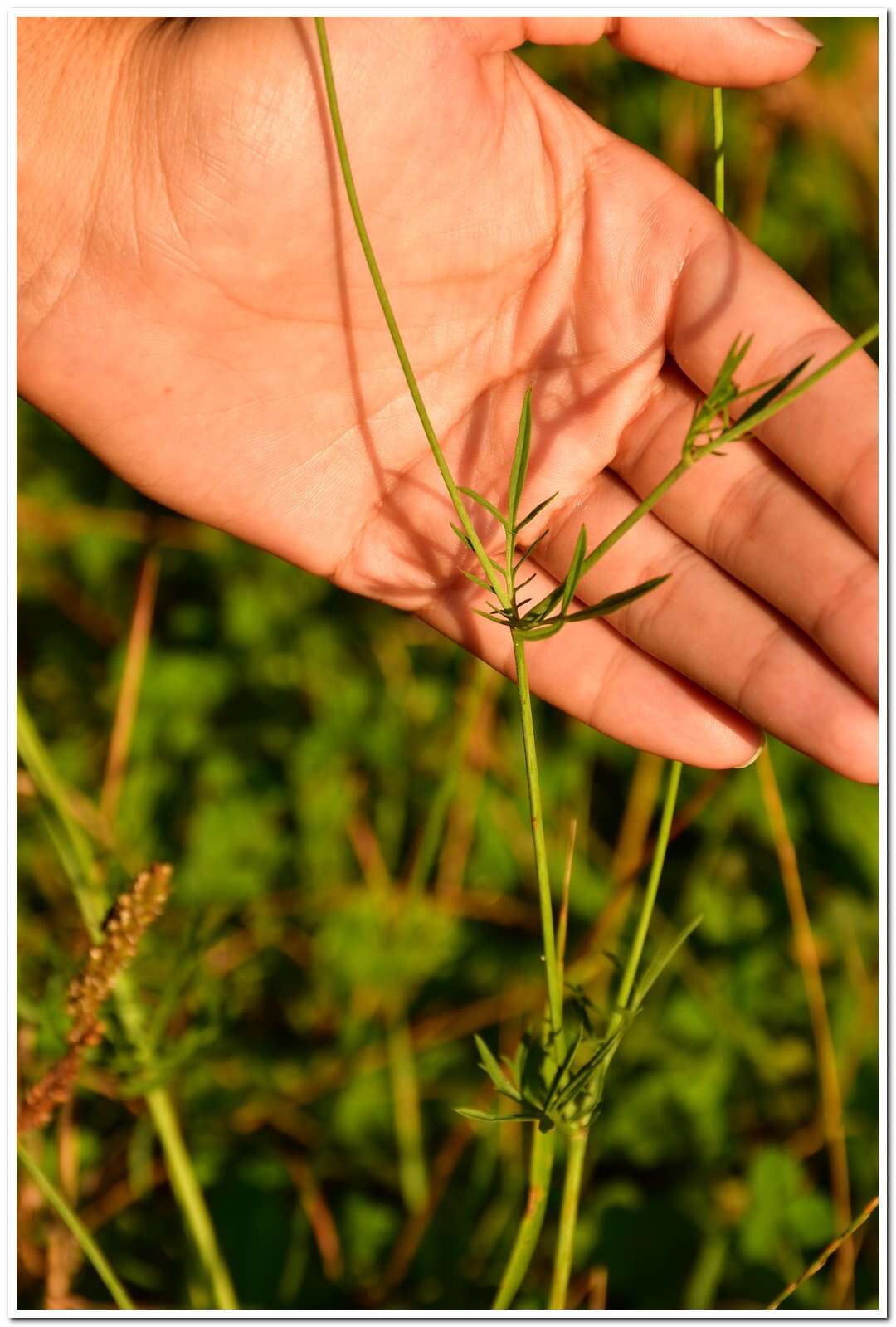 Imagem de Scabiosa praemontana Privalova