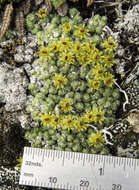 Image de Saxifraga eschscholtzii Sternb.