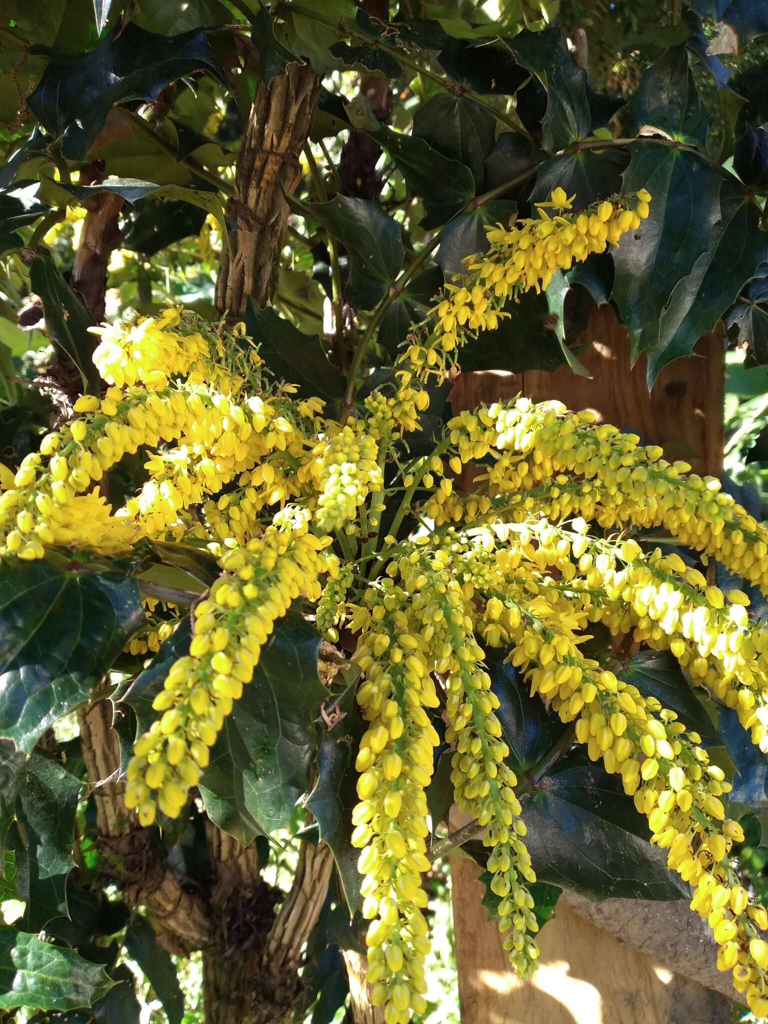 Image of Berberis napaulensis (DC.) Spreng.