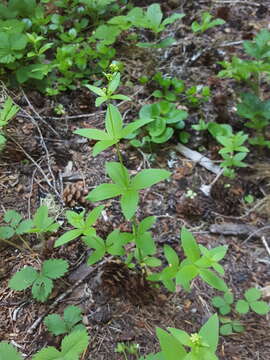 Imagem de Galium oreganum Britton