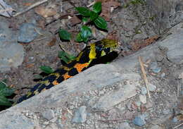 Image de Rhabdophis tigrinus formosanus (Maki 1931)