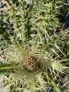 Image of Cirsium glabrum DC.