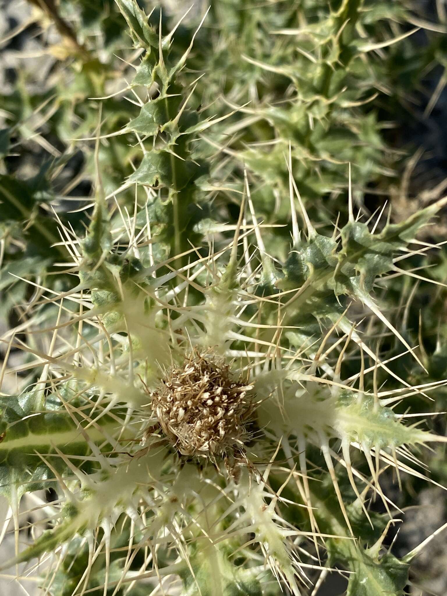 Image of Cirsium glabrum DC.