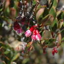 Слика од Medinilla papillosa Baker