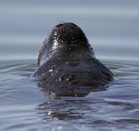 Image of Florida manatee