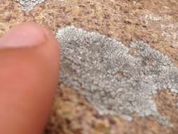 Image of mountain lichen