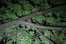 Image of Oriental Scops Owl