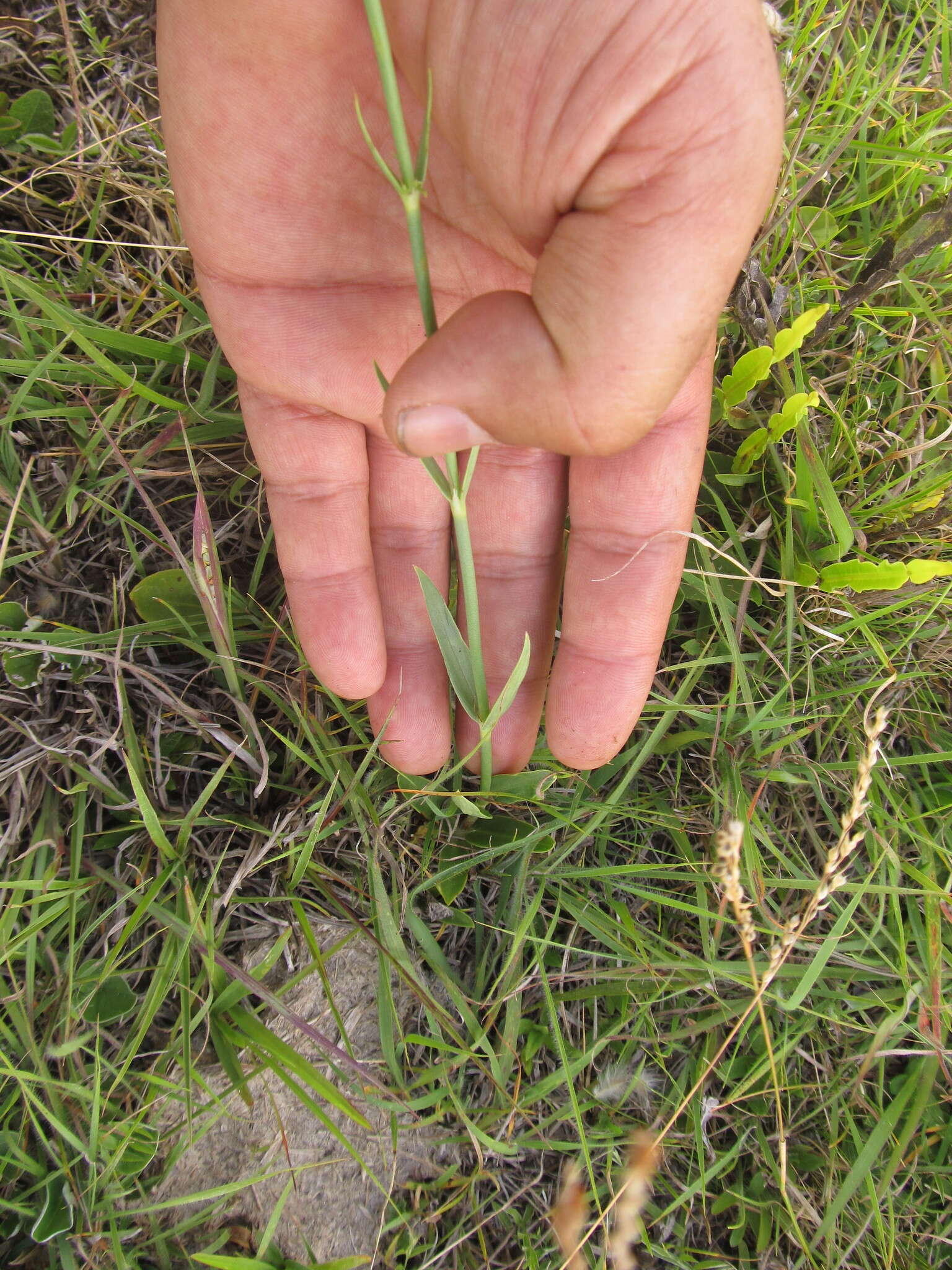 Image of Galianthe fastigiata Griseb.