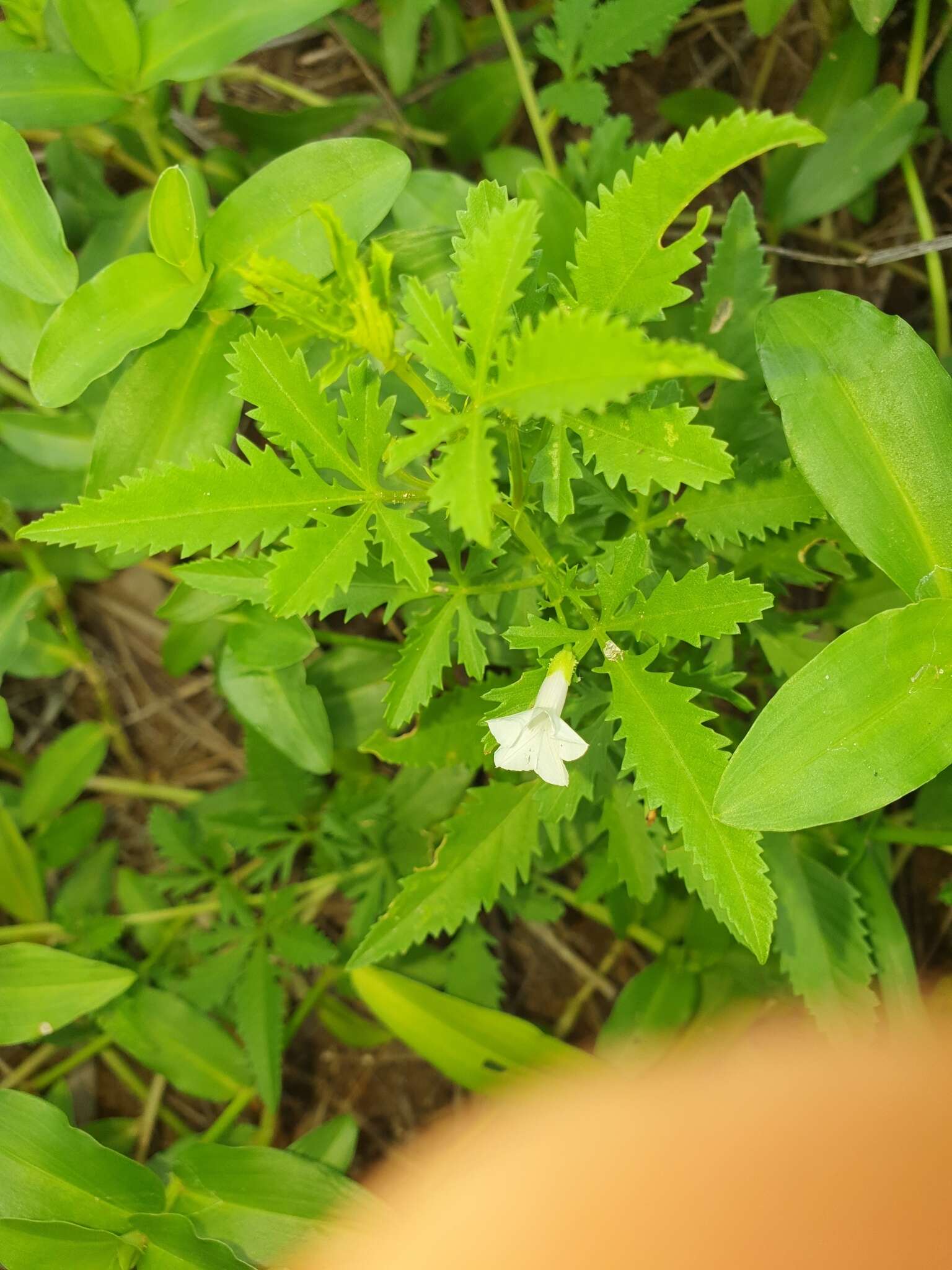 Слика од Ipomoea coptica (L.) Roth