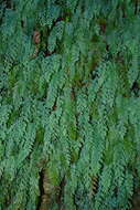 Imagem de Hymenophyllum acutum (C. Presl) Ebihara & K. Iwats.