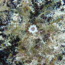 Image of Parathyone surinamensis (Semper 1867)