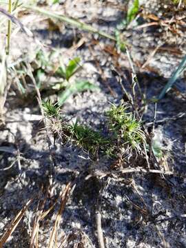 Image of Texas trailing phlox