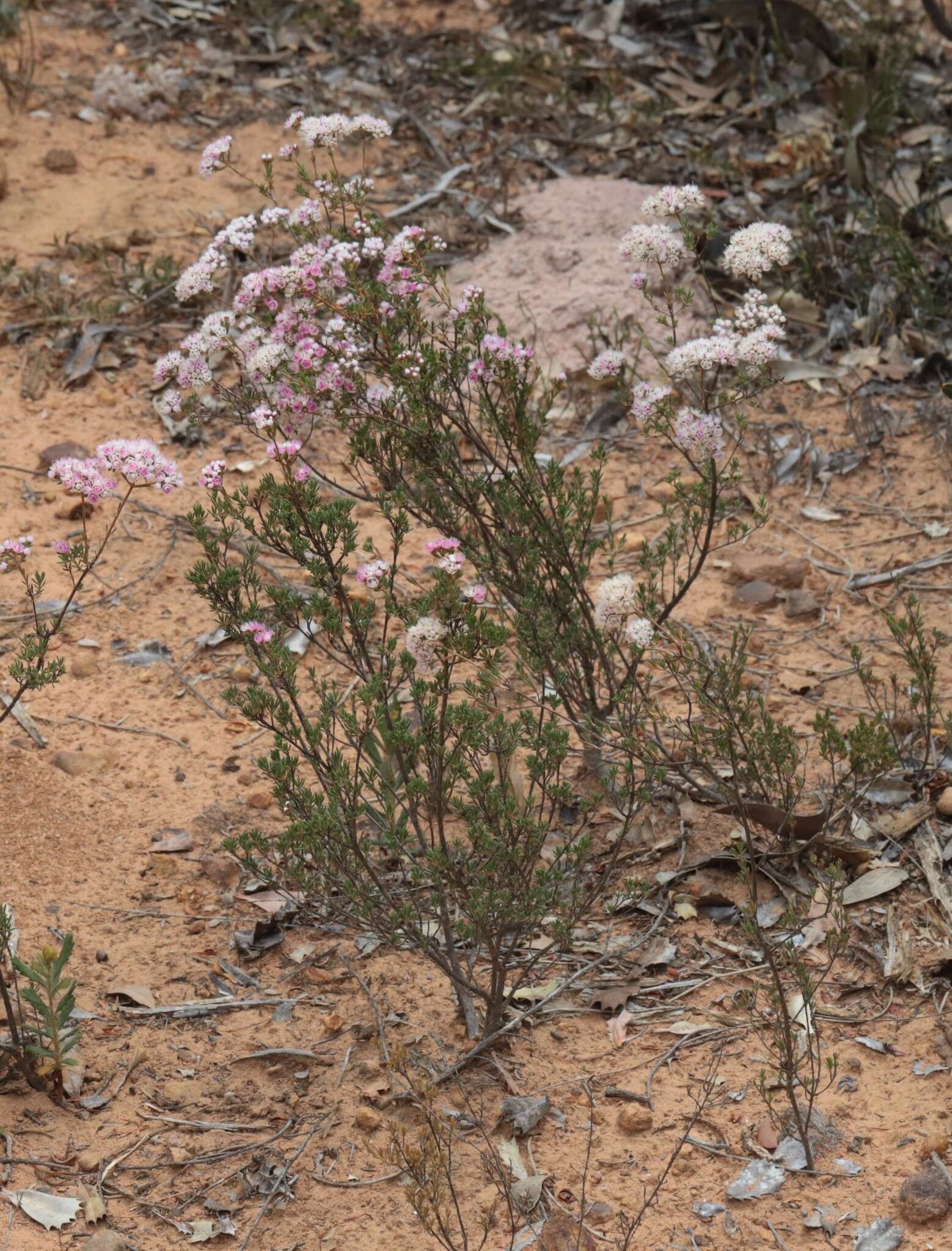 Verticordia densiflora Lindl. resmi