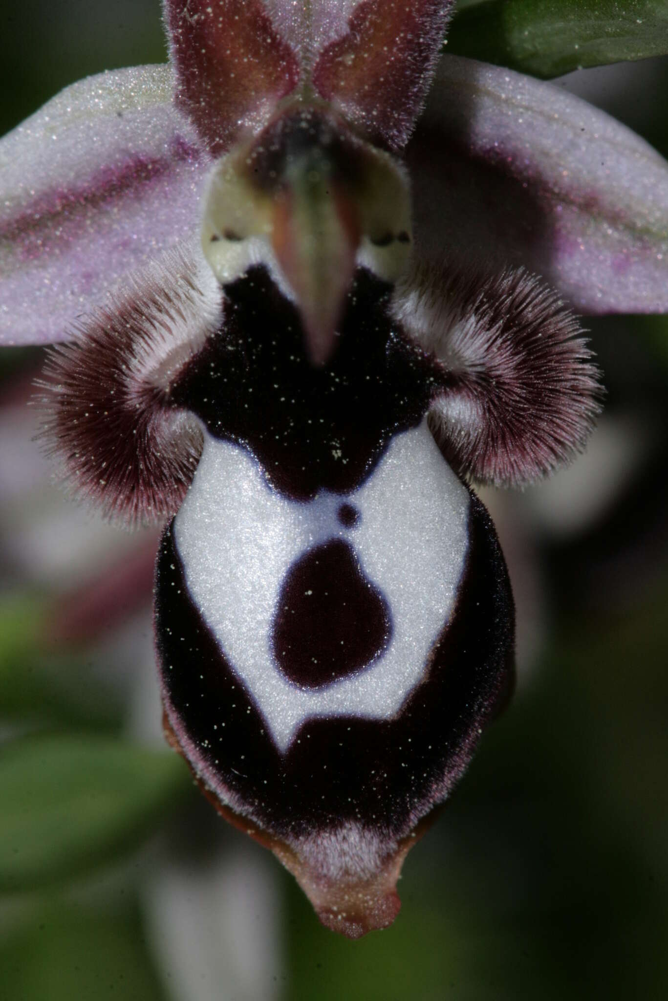 Image of Ophrys reinholdii subsp. reinholdii