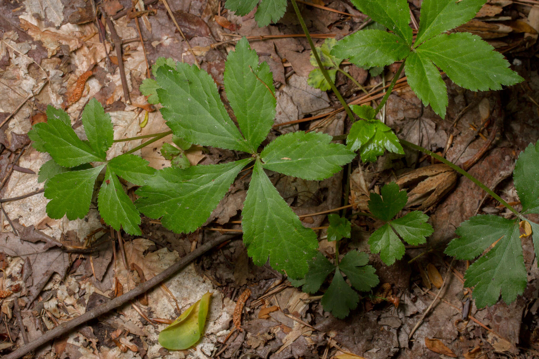 Image of Sanicula canadensis var. canadensis