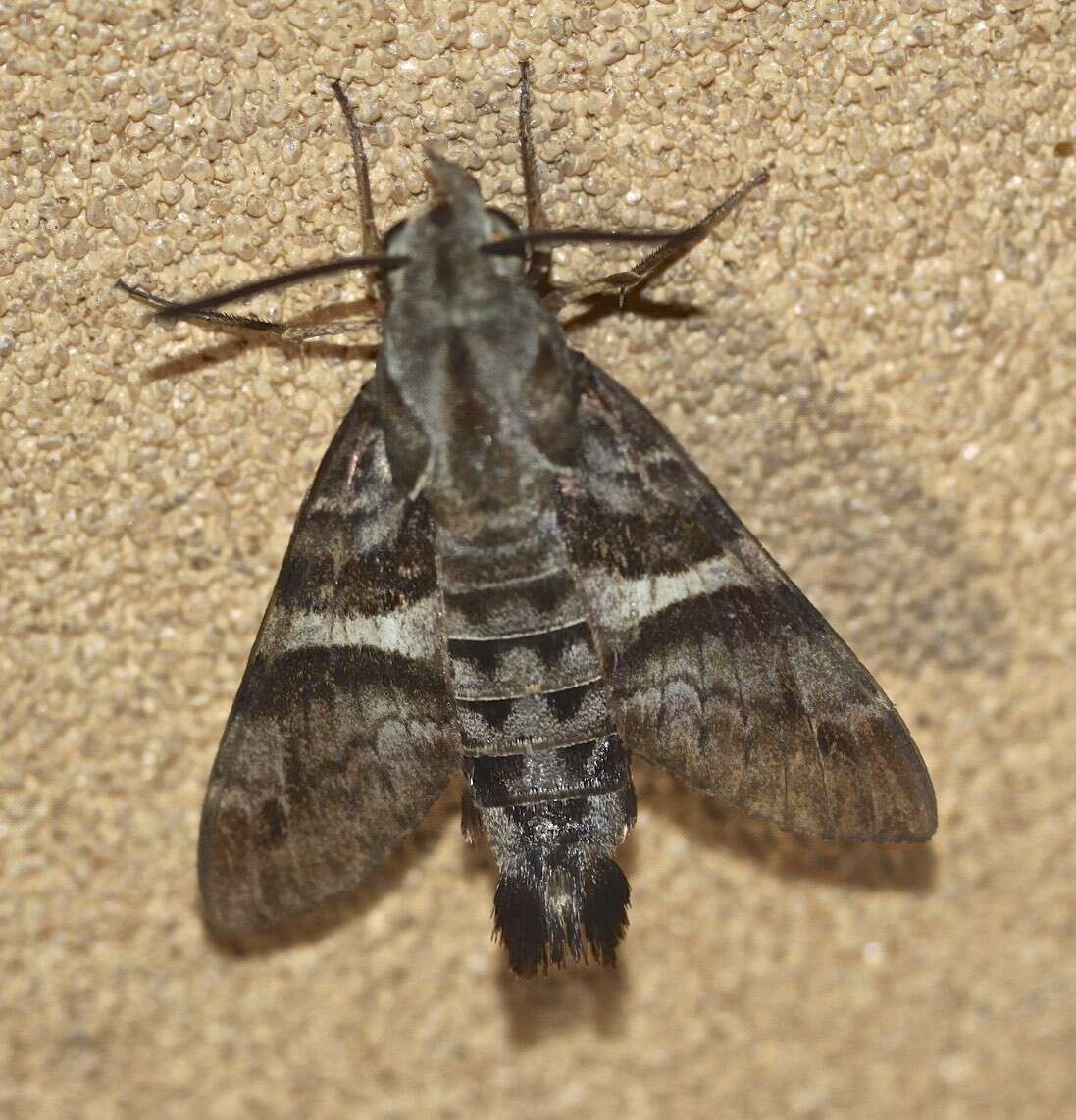 Image of Macroglossum errans